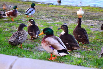 Les Canards du Bassin d'Arcachon