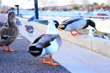 Les Canards du Bassin d'Arcachon