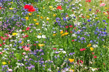 Zelfklevend Fotobehang Kleurrijke wilde bloemen in de zomerweide - Wildblumenwiese © Bill Ernest