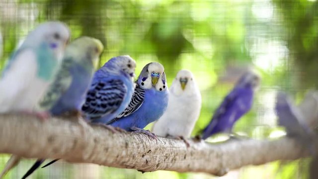 budgie or parakeet in a cage ,parakeets is on a branch in a zoo