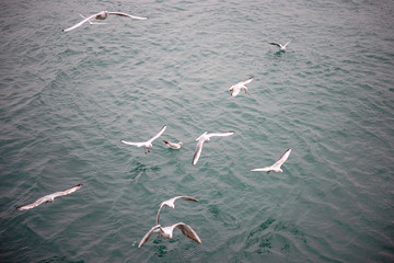 sea gulls in istanbul bosphorus