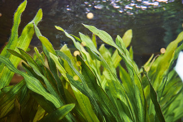 Sweet water north lake sea weeds underwater