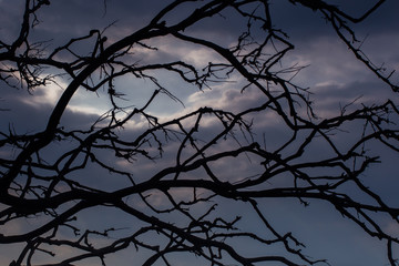 Backgrounds, branches, blue silhouettes and scary skies Halloween from Phuket Thailand