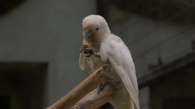 Visit the Shanghai Zoo.