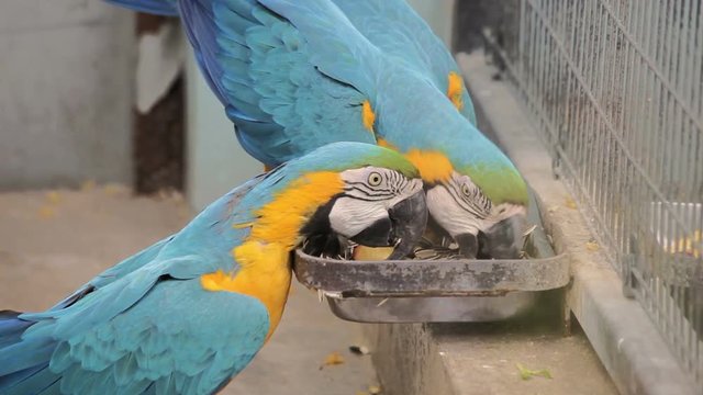 Visit the Shanghai Zoo.