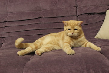 Portrait of a young red cat on the couch