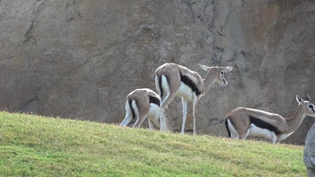 Wild Animals