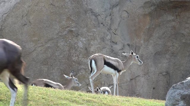 Wild Animals