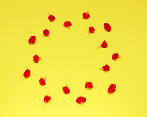 Falling petals of carnation on yellow background