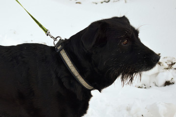 Black dog on a background of white snow. Close-up. Dog on a leash.
