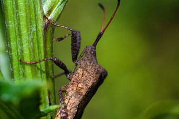 Micro World