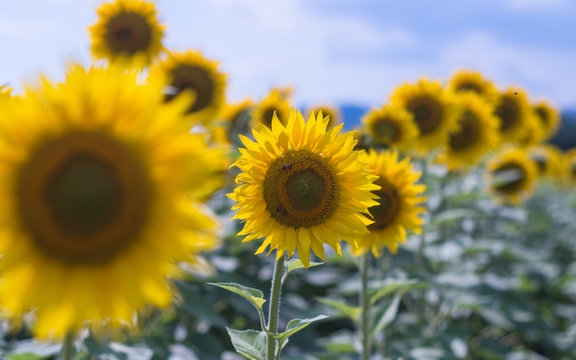 Field of sunflowers. Sunflowers flowers. Landscape from a sunflower farm. A field of sunflowers high in the mountain. Produce environmentally friendly, natural sunflower oil.