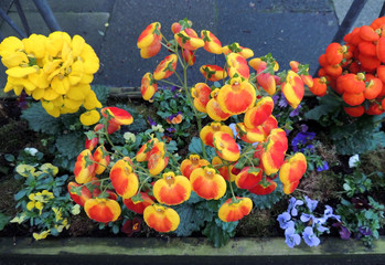 Calceolaria during flowering