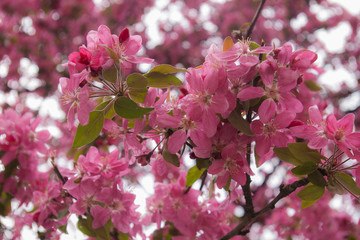 cherry blossom, flowering Purple Princ crabaplle