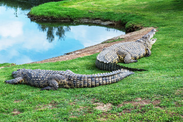 Crocodiles on a crocodile farm in South Africa