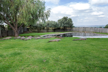 Fototapeta na wymiar Crocodiles on a crocodile farm in South Africa