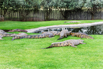 Crocodiles on a crocodile farm in South Africa