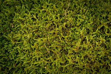 Moss Background