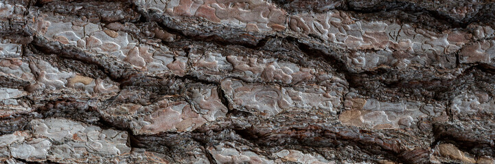 Tree trunk background
