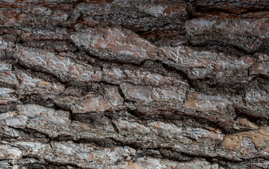 Tree trunk background