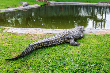 Crocodiles on a crocodile farm in South Africa
