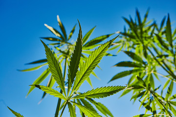 Beautiful still life with copy space of marijuana plant on blue sky background