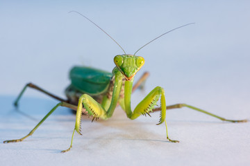 amazing macro shot of a green mantis on an isolated background in the Studio