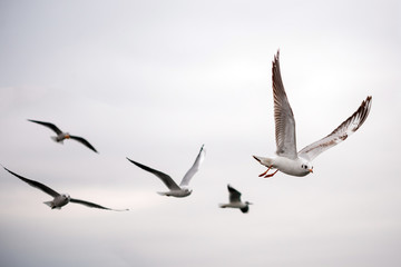 seagulls on Istanbul sky