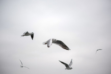 seagulls