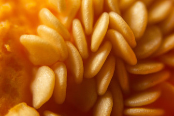 Capsicum - Pepper seed 01