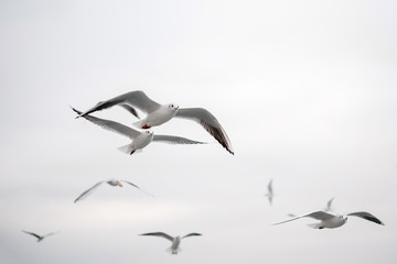 seagulls