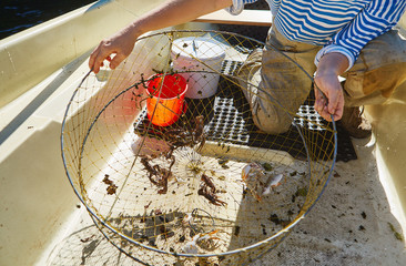 Process of cacthing  crawfish  and tackle in sweet water mountain lake
