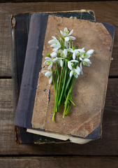 snowdrop on an old book