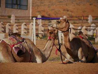 camel in the desert