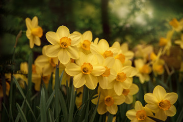 Narcissus daffodil flowers