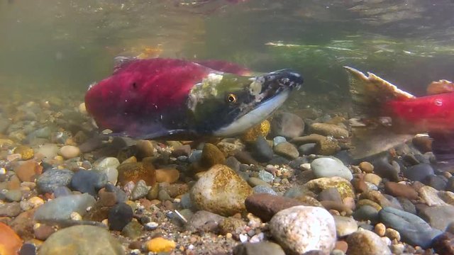 Underwater: Close-Up Colorful Fish Swimming in Shallow River with Yellow Rocks