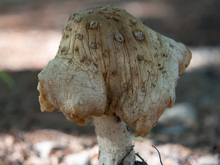 Elf Mushroom