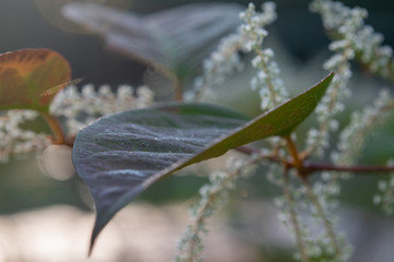 Leaf close-up