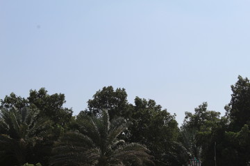 Obraz premium trees and sky