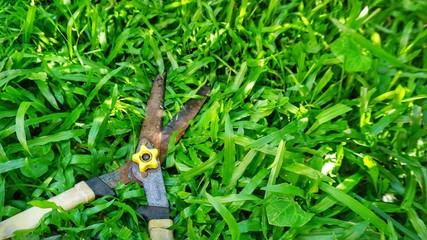 scissors cutting the grass