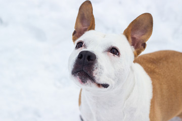Dog winter joy portrait 