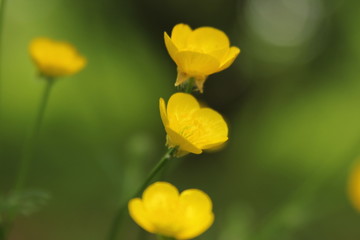 Delicate Yellow Flowers by Skip Weeks