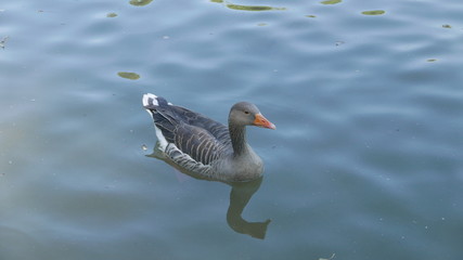 Duck at park