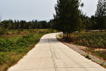 Open concrete road and tree along the way with blue sky in background, Southeast Asia, Thailand