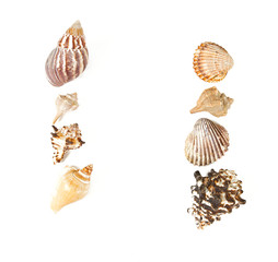 sea shells isolated on white