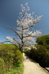 山の辺の道桜風景