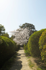 山の辺の道桜風景