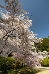 山の辺の道桜風景