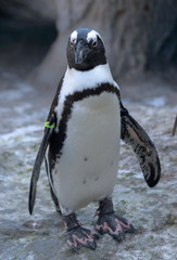 Naklejka premium African penguin (Spheniscus demersus), also known as the jackass penguin or black-footed penguin in Denver Zoo