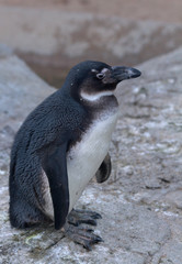 Obraz premium African penguin (Spheniscus demersus), also known as the jackass penguin or black-footed penguin in Denver Zoo